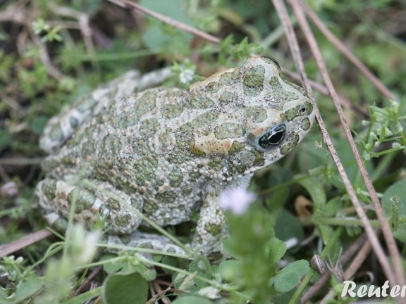 Wechselkröte (Bufo viridis)